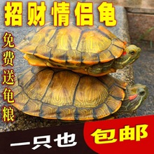 【聚宝龟】乌龟活物巴西龟宠物小乌龟活物观赏龟大乌龟招财黄金龟