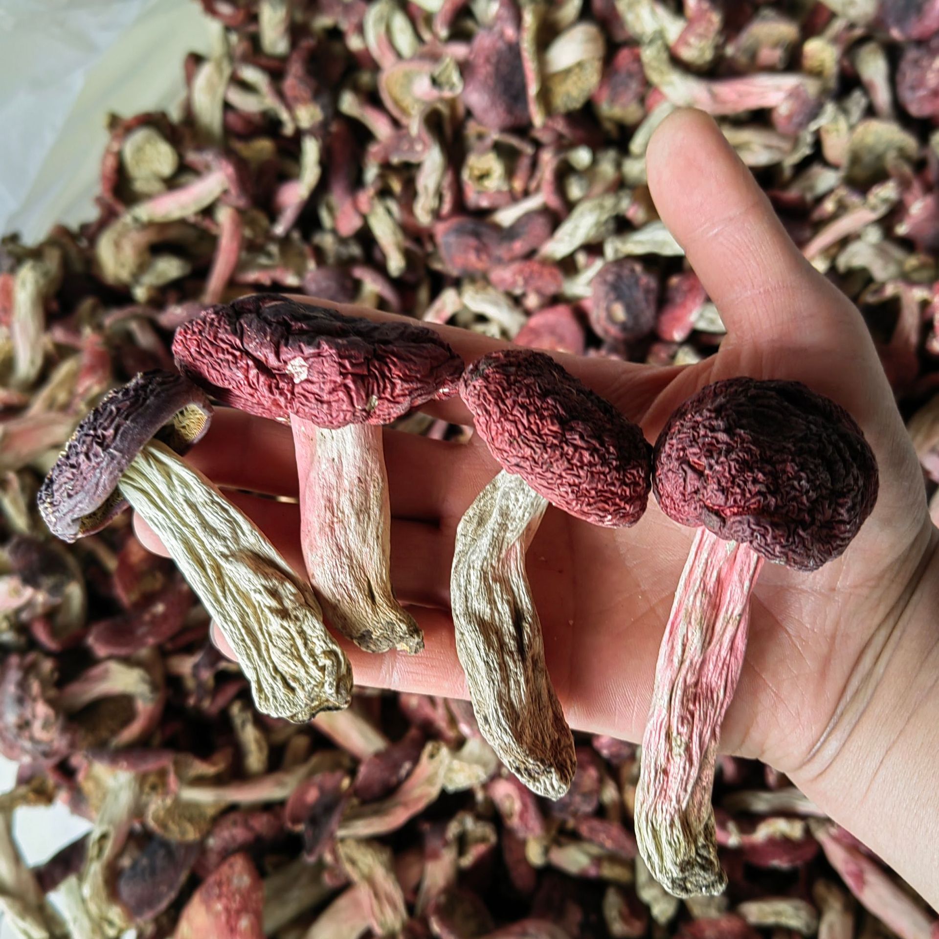 云南特产红菇干货 食用菌红蘑菇二级红菇散装大红菇散装批发-阿里巴巴