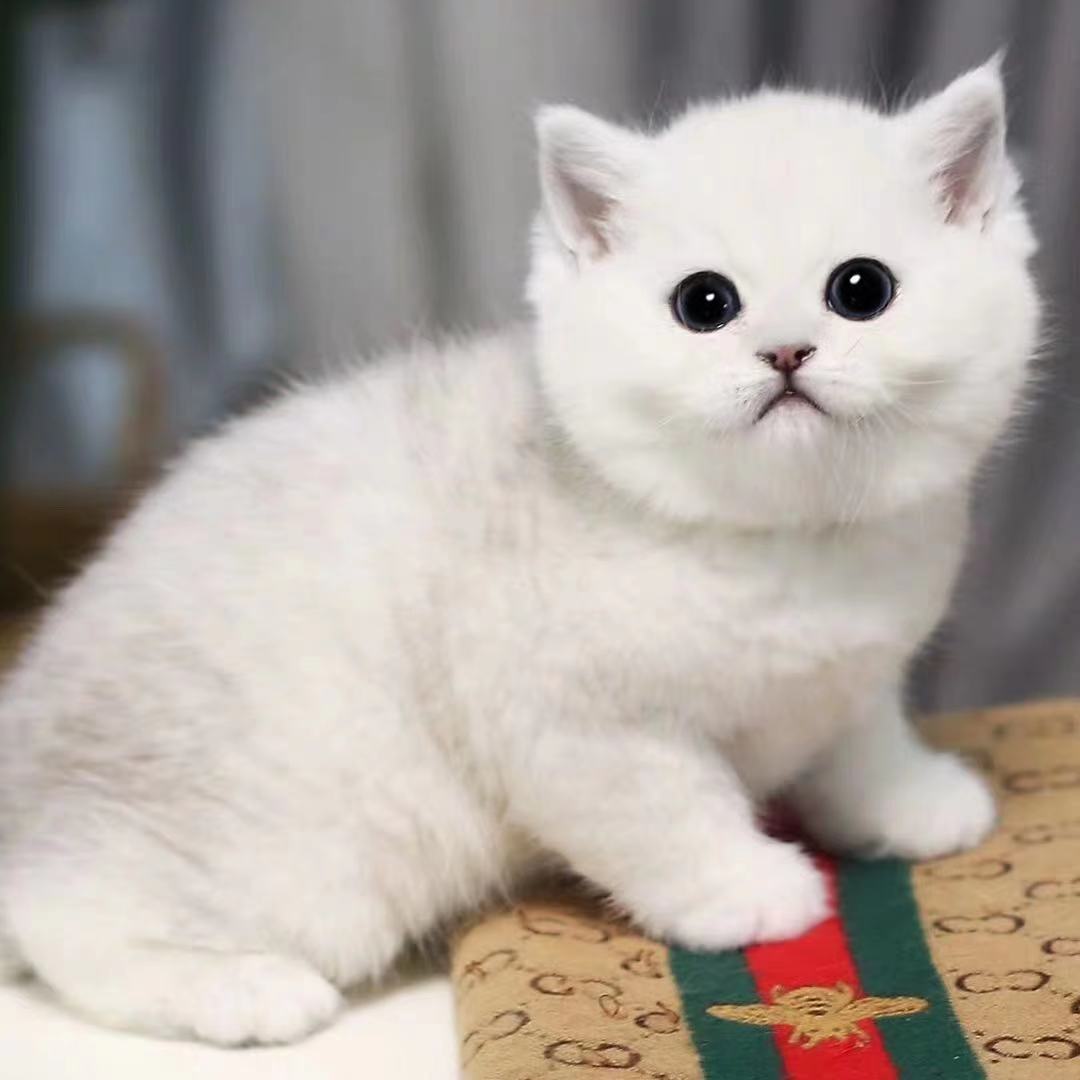 纯种英国短毛猫银点渐层蓝眼银渐层幼猫活体猫咪折耳猫宠物猫