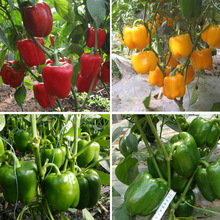 甜椒种籽青椒种子高产厚肉菜椒籽灯笼椒辣椒种孑阳台盆栽蔬菜种孑