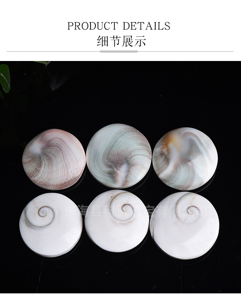 天然太阳贝 小号太阳贝 硬贝壳 海螺贝 圆形椭圆diy吊坠家居装饰
