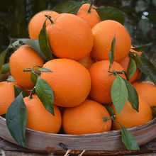 斤包邮新鲜秭归夏橙子薄皮伦晚脐橙当季水果整箱手剥甜橙