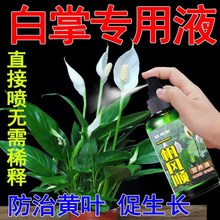 白掌盆栽一年四季专用营养液一帆风顺盆栽花肥防黄叶保华期免稀释