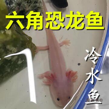 麦太保六角恐龙鱼冷水鱼蝾螈水族宠物六角龙淡水网红鱼观赏水族