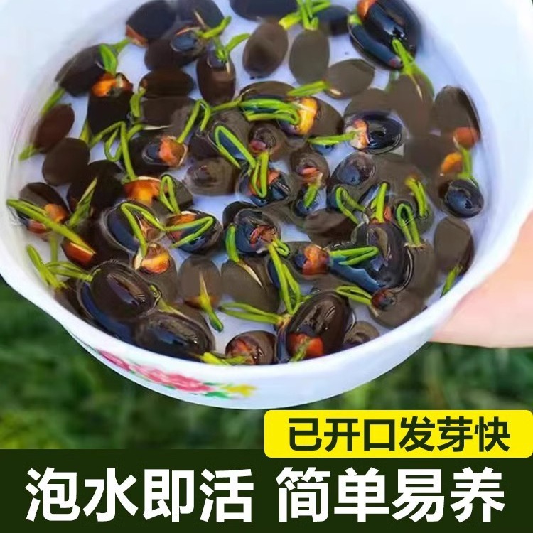 菜莲种子莲子种子荷花种子已开口水培种子花卉盆栽阳台非碗莲种子