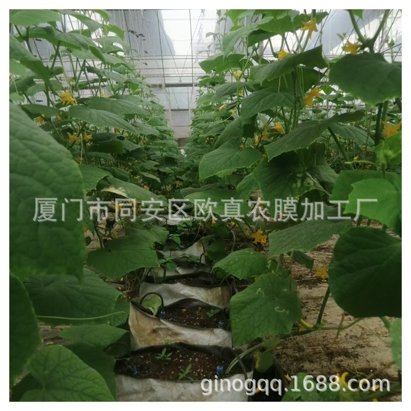 厂家供应西有机瓜果蔬菜无土栽培生长袋 黑白种植袋