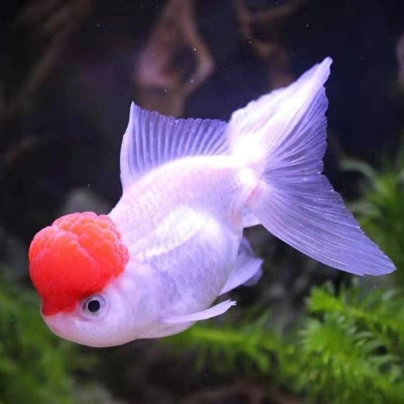 头红金鱼