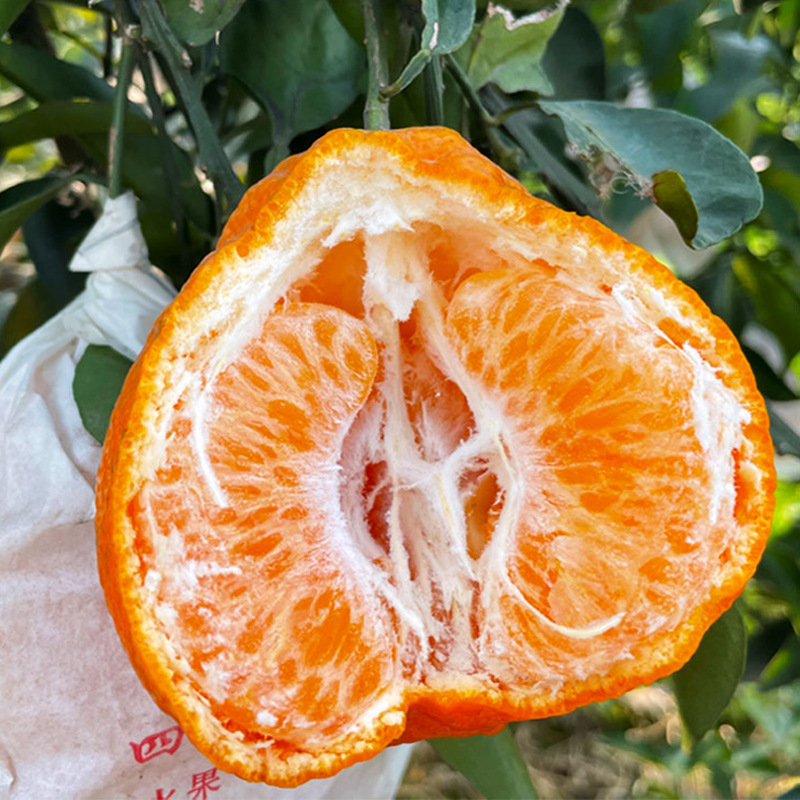 粑粑柑丑橘四川