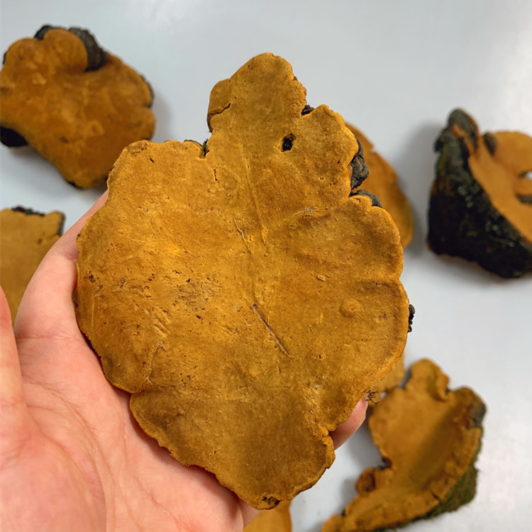 桑黄 西藏桑黄批发 灵芝 桑黄灵芝 产地货源桑黄供应味香不苦