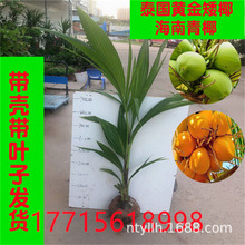 海南椰子树苗 进口泰国黄金矮化椰子绿椰子红椰子果苗盆栽地栽苗
