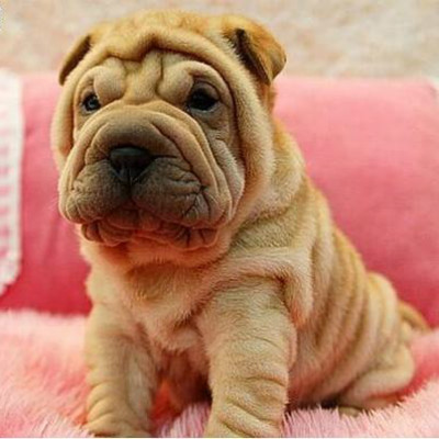 沙皮狗幼犬小型纯种沙皮犬褶皱宠物狗沙皮狗幼犬大型沙皮活体狗狗