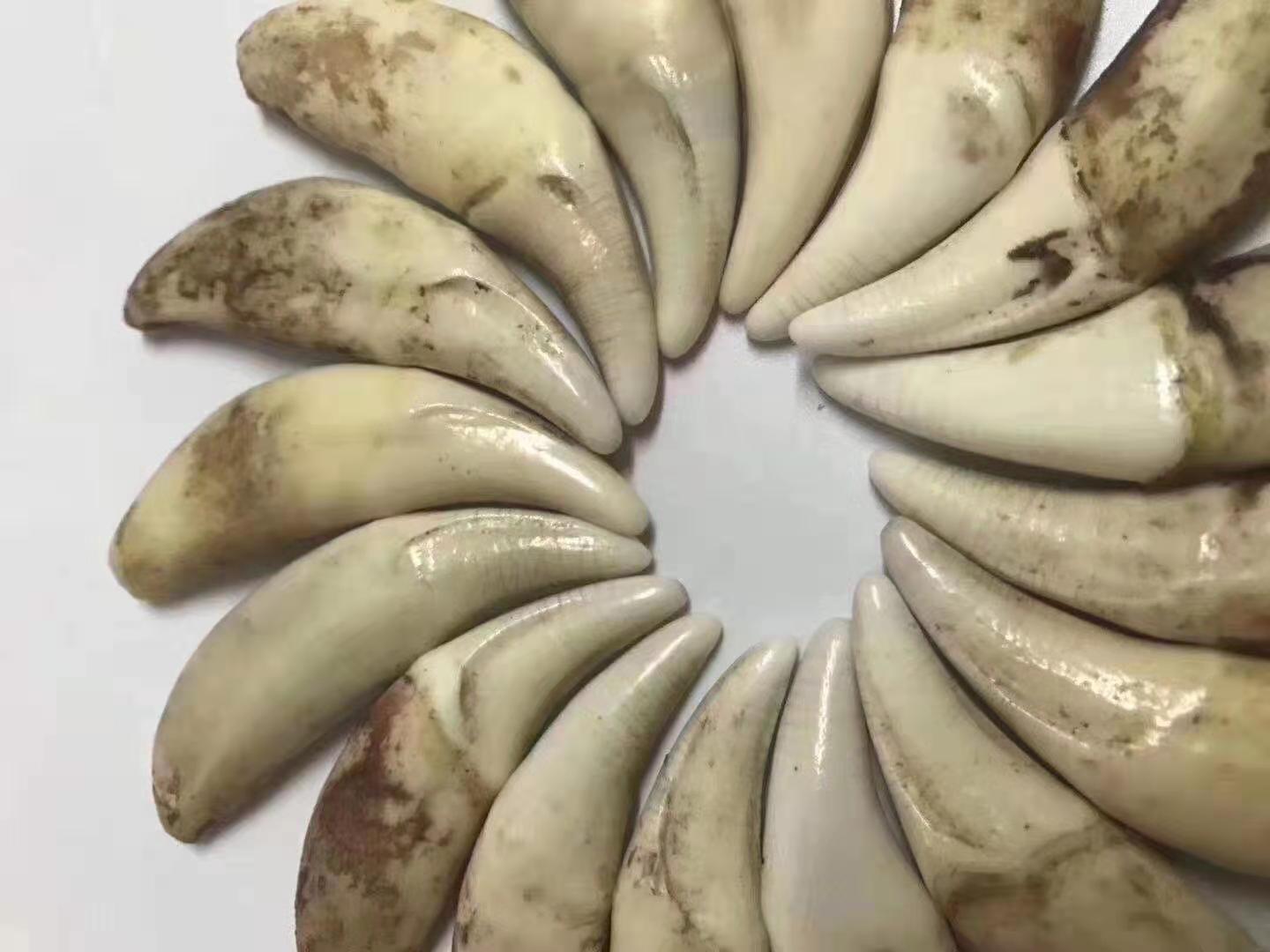 狗牙 纹牙血牙 仿狼牙藏獒牙 景区货源 文玩黑狗牙藏獒牙