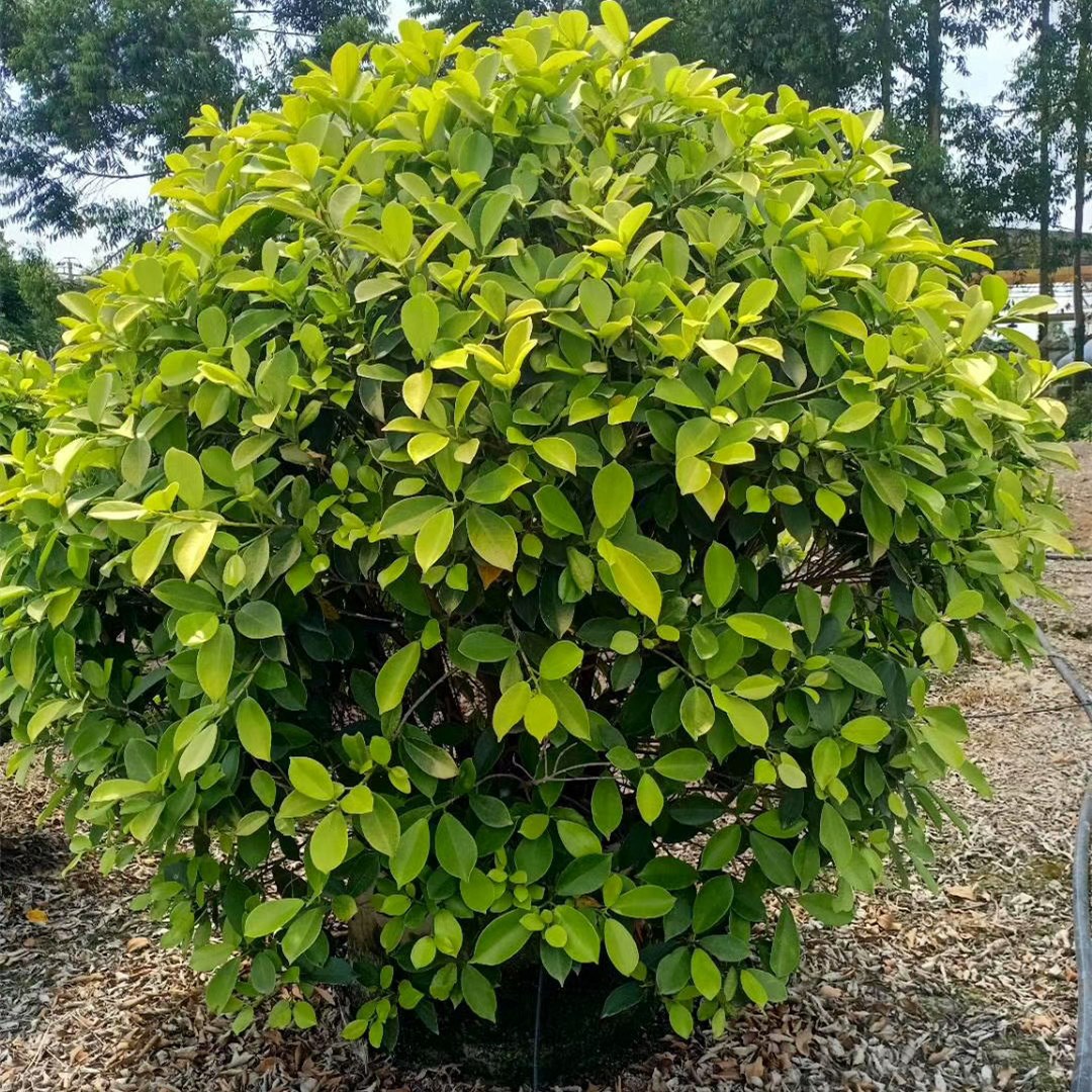 福建球型黄金榕灌木批发 2米高黄金榕价格规格齐全 绿化苗木地被
