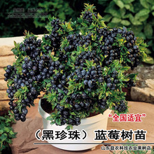 蓝莓树苗特大黑珍珠蓝莓苗味甜耐寒盆栽地栽南方北方种植当年结果