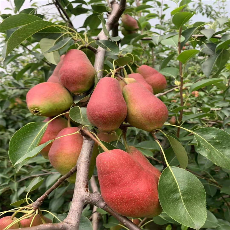 大量出售红贵妃梨树苗 梨树苗植株健壮根系发达 红贵妃梨树苗