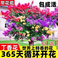 丁香花树苗浓香型四季开花植物南北方室内外庭院盆栽花卉大全耐寒