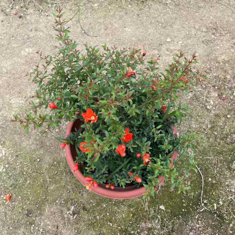 潮汕喜庆红花石榴花仙抹小槐花阳台庭院盆栽带盆带土发货包邮