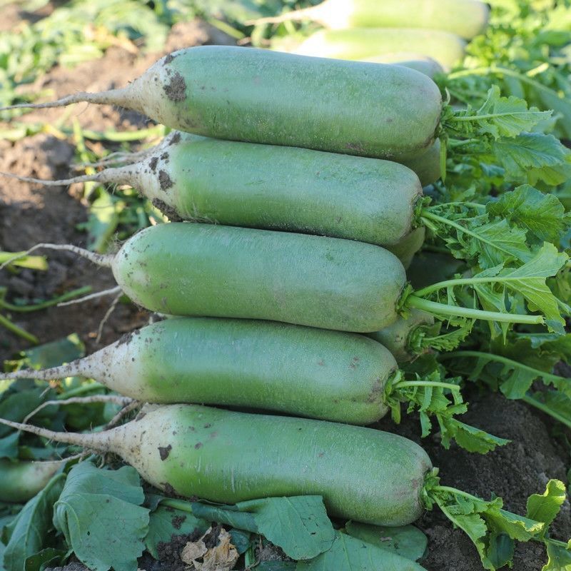 萝卜1斤青白萝卜水果5斤河南特产农家自种非胡萝卜蔬菜批发办公室