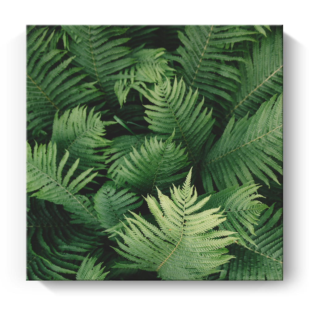 客厅装饰画 北欧简约清新绿植物蕨叶子双联酒店公寓方形壁画