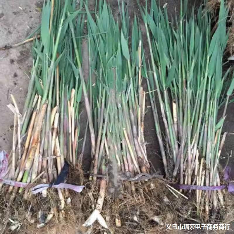 芦苇苗水生芦苇种根江苇旱地芦苇保土固堤水体湿地绿化苗水生植物