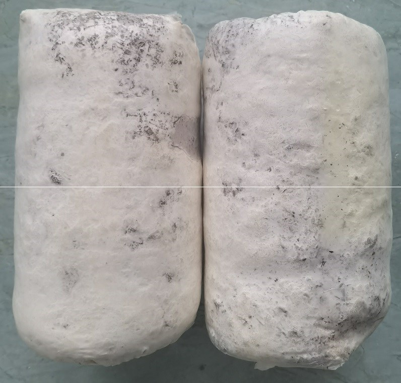 玉米芯种植平菇栽培三级种1包大包黑平菇菌种食用菌盆栽喷水出菇