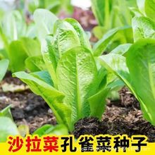 孔雀菜种子罗马直立生菜包心生菜种子籽四季种植高钙营养蔬菜种子