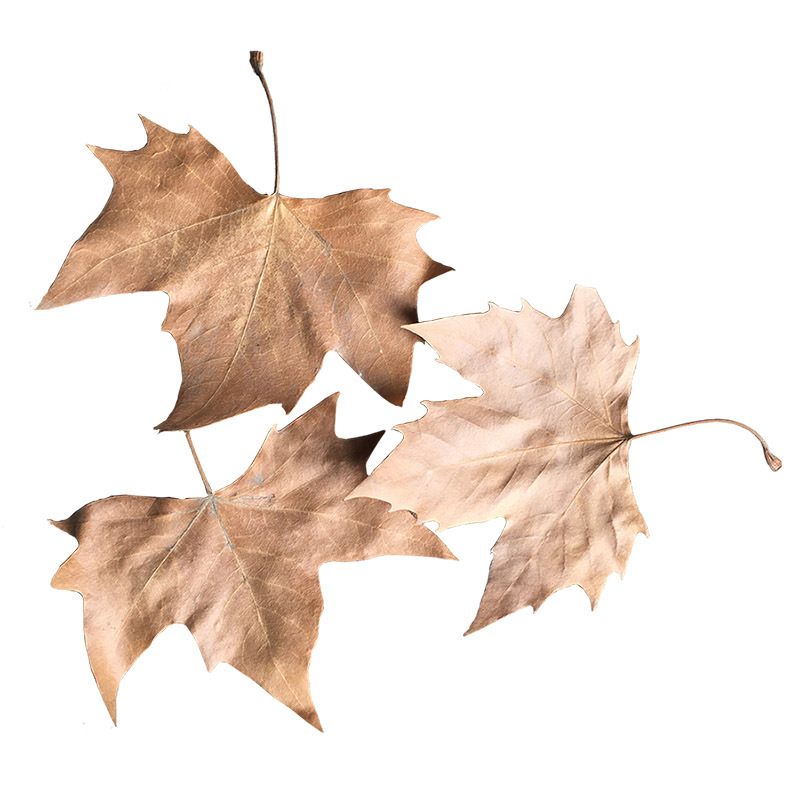 枯树叶枫叶干花标本真枯叶装饰天然落叶贴画干树叶梧桐叶手工叶子