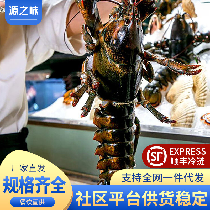 波士顿龙虾速冻大波龙鲜冻海鲜活冻澳洲澳龙超大特大商用整箱批发-阿