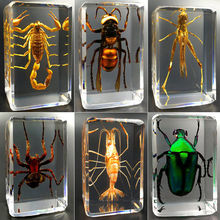 昆虫标本真实透明创意小摆件幼儿园教学观察蜘蛛甲虫支持跨境分销