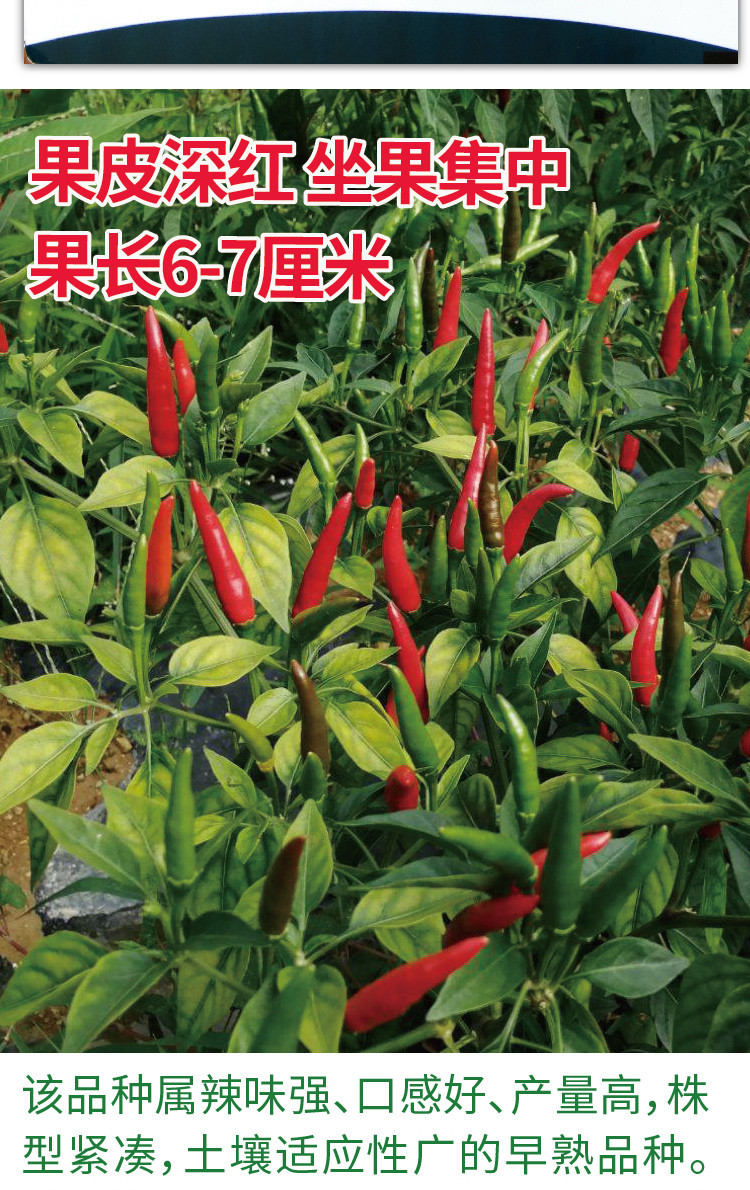 瑞蔬源美人指单生朝天椒种子早熟皮厚籽多辣味强单生朝天椒小米辣