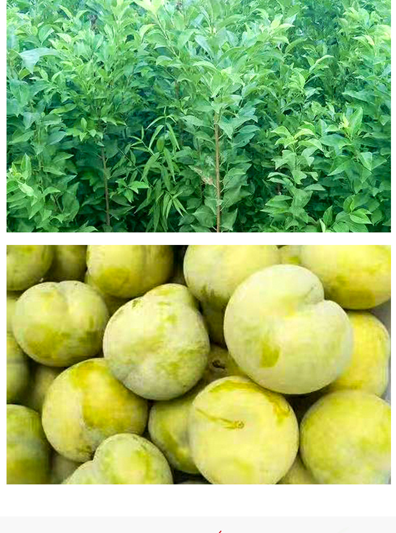 重庆蜂糖李子苗批发 青脆李子苗,脆红李子苗 厂家 基地