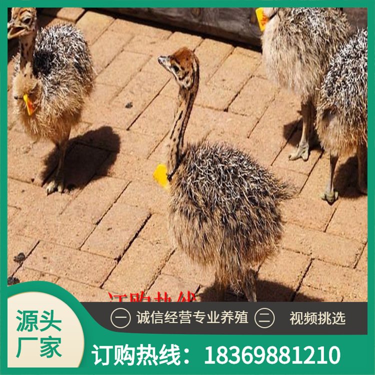 非洲鸵鸟苗养殖鸵鸟蛋的重量澳洲鸵鸟苗价格大巴发货-阿里巴巴