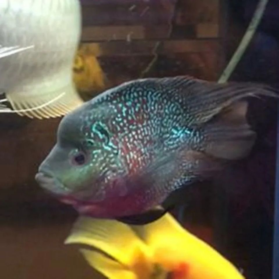 元宝罗汉招财鱼热带观赏鱼麒麟鹦鹉鱼缸萌宠球体罗汉