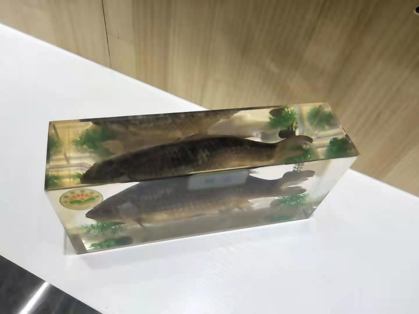 鲫鱼神象鱼各种热带鱼有机树脂包埋标本淡水鱼类30种