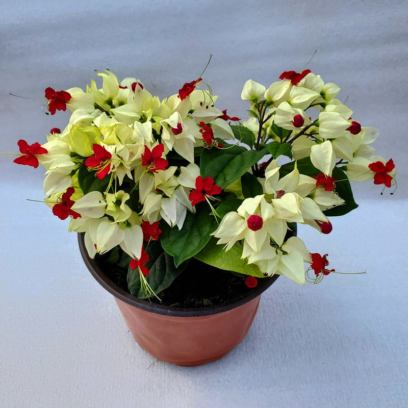 龙吐珠花盆栽花卉观赏植物客厅室内花四家开花吸甲醛带花发货包邮