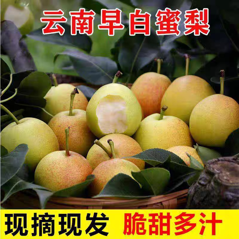 云南高原早白蜜酥梨4斤水果纯甜小蜜梨非火把红梨现摘当季梨代发