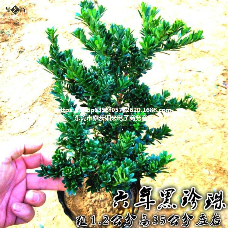 罗汉松树苗 南通雀舌罗汉松小苗 叶黑珍珠罗汉松盆景四季常青