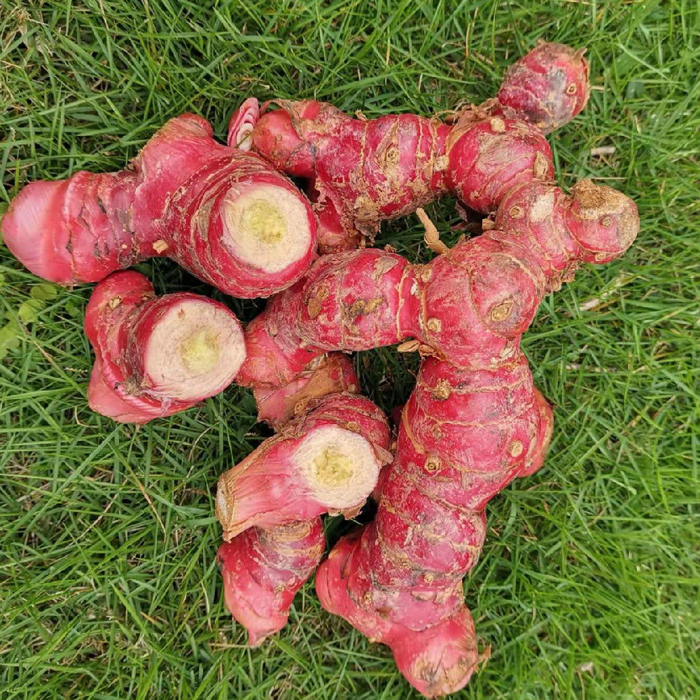 南姜新鲜现挖大块老姜食用生姜非黄心良姜泰国冬阴功火锅去膻配料