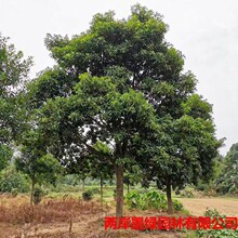 苗圃供应多规格行道景观杜英胸径30公分移植苗木绿化公园全冠杜英