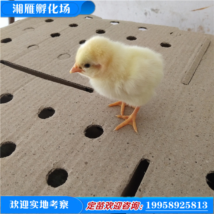 罗曼粉蛋鸡苗公苗海兰褐蛋鸡 海兰灰蛋鸡苗孵化场销售批发鸡苗