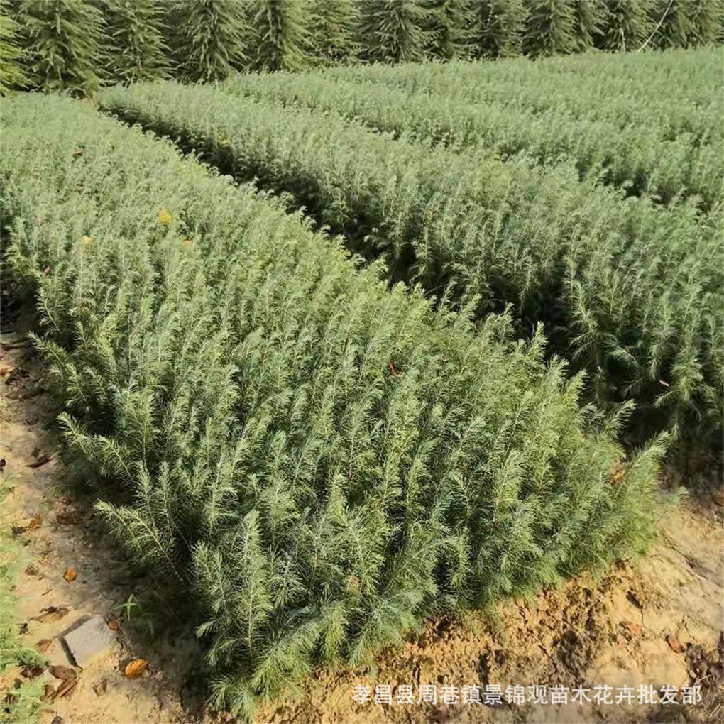 雪松苗 雪松小苗 雪松树苗 圣诞树苗迎客松 绿化工程苗木