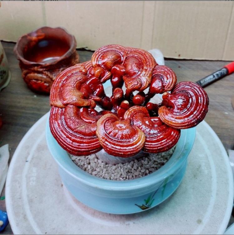 灵芝盆景观叶盆栽办公桌面多肉盆栽耐寒冷耐热养不死植物宠物及园