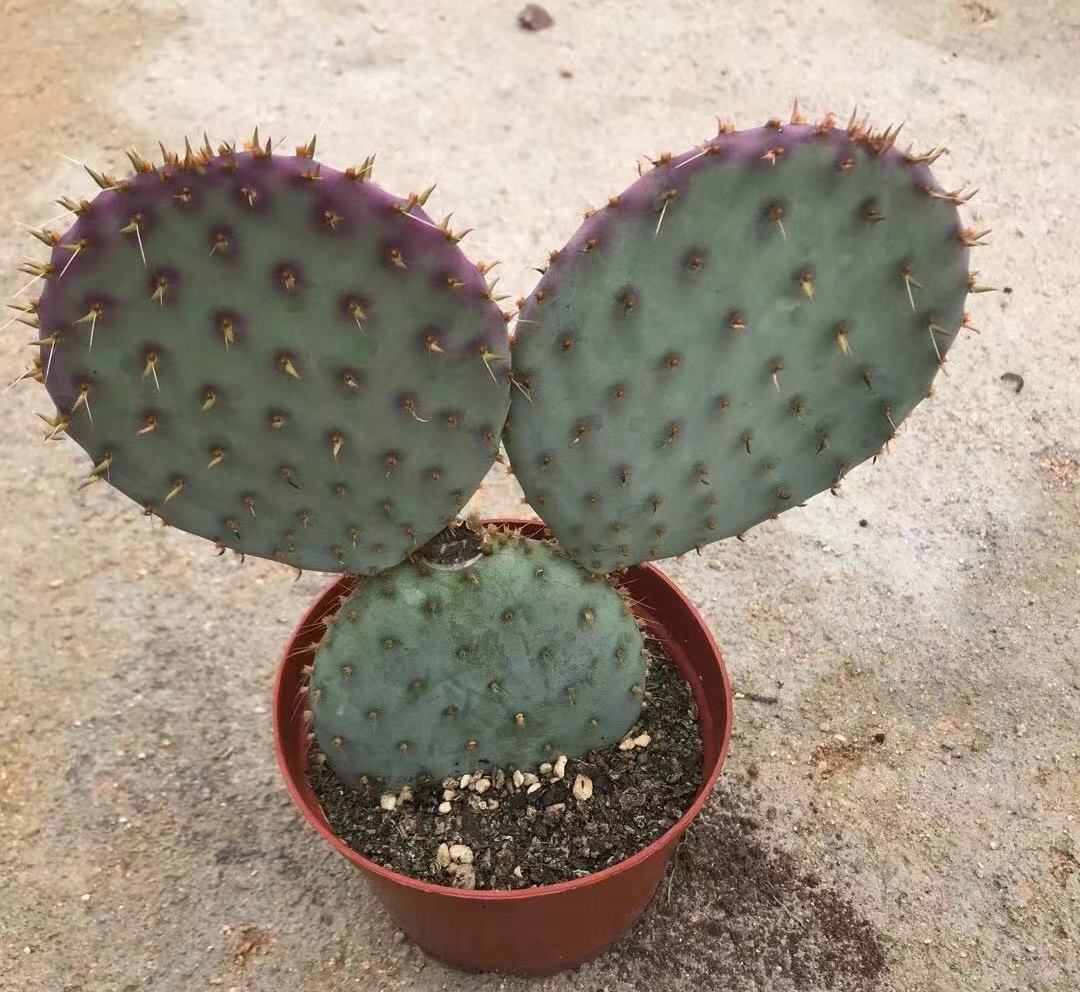 圣丽塔团扇仙人球开花仙人掌片