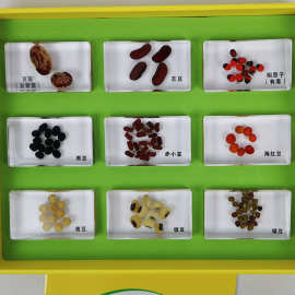 豆子标本
