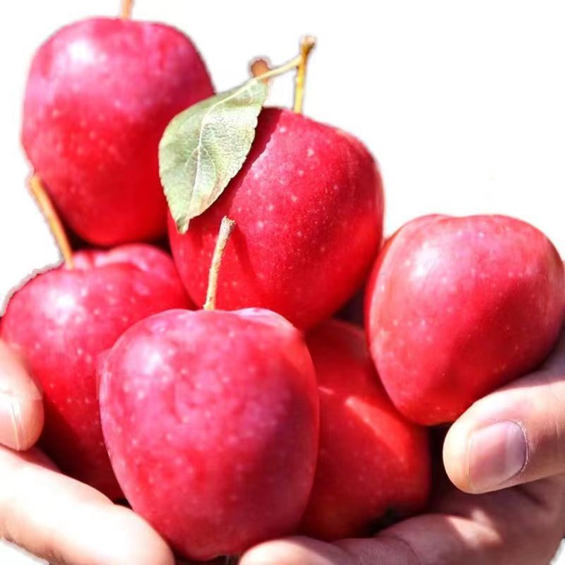 正宗新疆香妃海棠苹果 鸡心小苹果 当季新鲜应季水果 顺丰包邮3斤