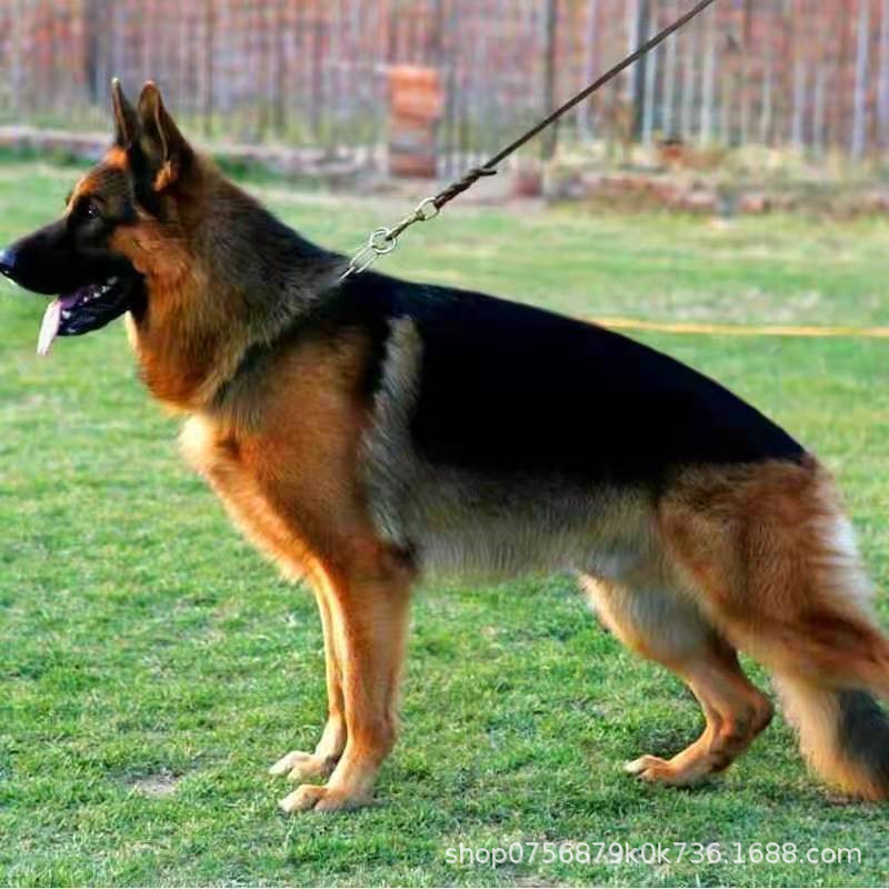 出售德国牧羊犬幼犬活体德牧德国黑背黑贝军犬警犬看家护院大狼狗