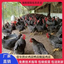 厂家鸡苗批发脱温黑芦花鸡苗绿壳蛋一个月另有三黄鸡跑山土鸡
