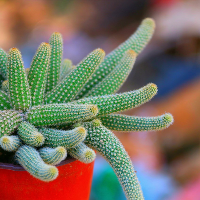 毛毛虫白檀仙人掌仙人指盆栽垂吊开花多肉植物花卉室内室外常青花
