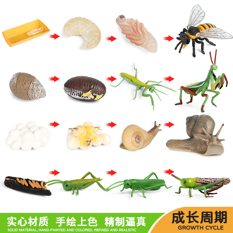 动物模型幼儿园科教认知成长周期蜗牛蜜蜂螳螂生命阶段摆件玩具