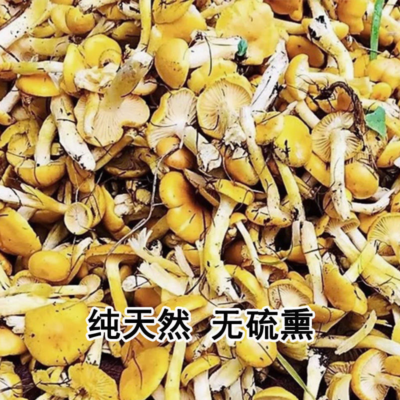东北野生小黄蘑菇干货干松蘑黄油蘑非滑子菇小鸡炖蘑香菇菌类新鲜